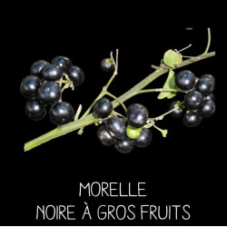 Morelle noire à gros fruit ou Myrtille des jardins