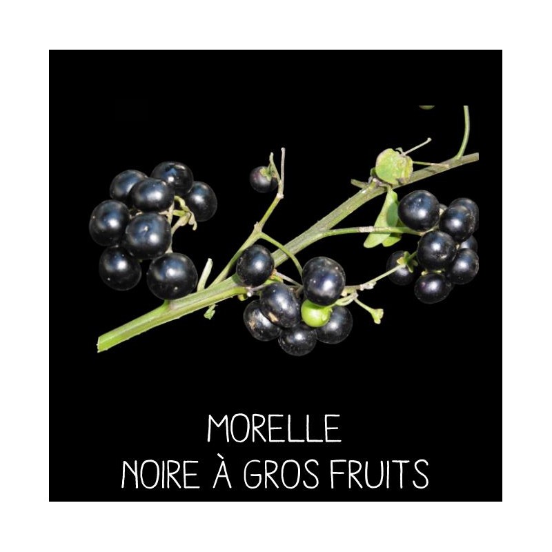 Morelle noire à gros fruit ou Myrtille des jardins
