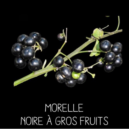 Morelle noire à gros fruit ou Myrtille des jardins