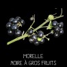 Morelle noire à gros fruit ou Myrtille des jardins