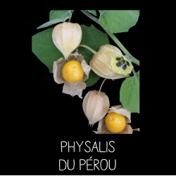 Physalis du Pérou