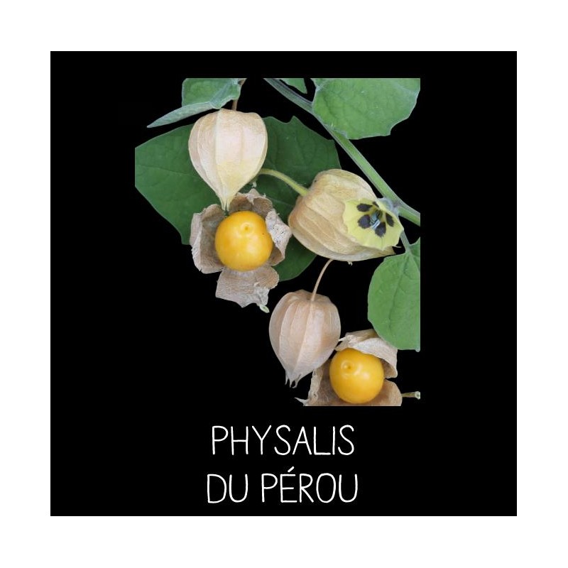 Physalis du Pérou