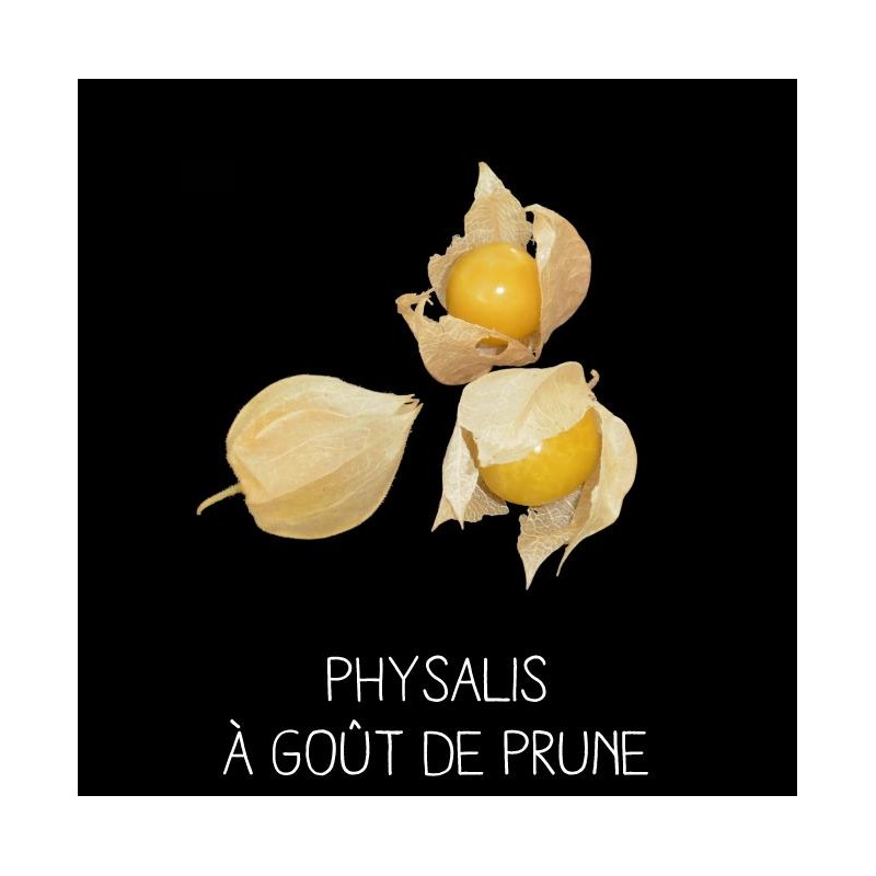 Physalis à goût de prune