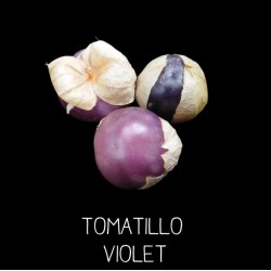 Physalis du Mexique - tomatillo violet