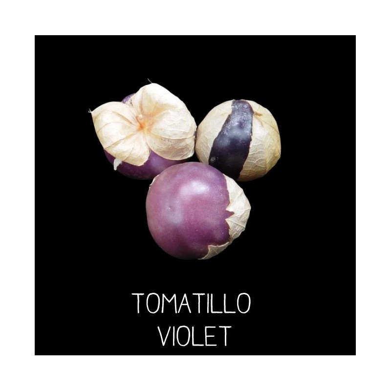 Physalis du Mexique - tomatillo violet