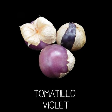 Physalis du Mexique - tomatillo violet