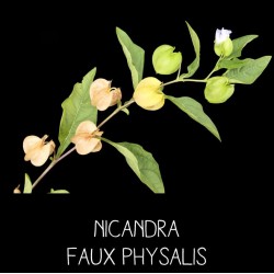 Nicandra faux physalis