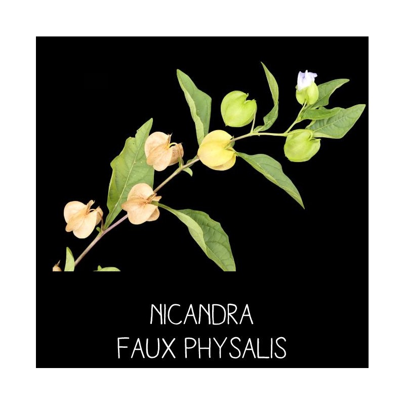 Nicandra faux physalis