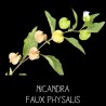 Nicandra faux physalis