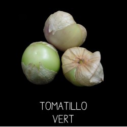 Physalis du Mexique - tomatillo vert