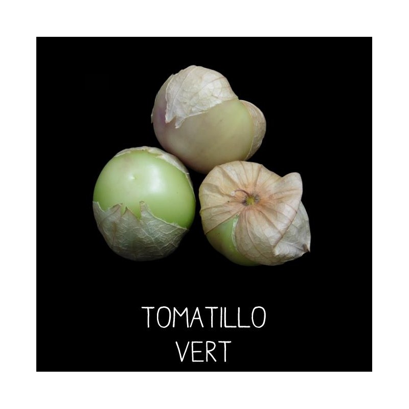 Physalis du Mexique - tomatillo vert