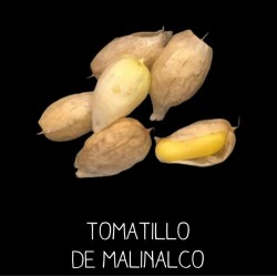 Physalis du Mexique - tomatillo de Malinalco