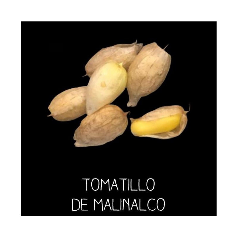 Physalis du Mexique - tomatillo de Malinalco