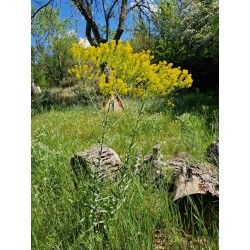 Pastel des teinturiers - ISATIS TINCTORIA