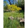 Pastel des teinturiers - ISATIS TINCTORIA